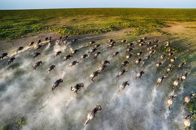 Maasai Mara