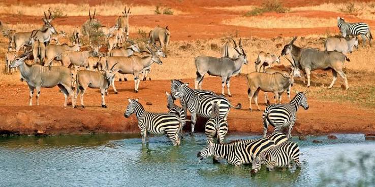 Tsavo West National Park