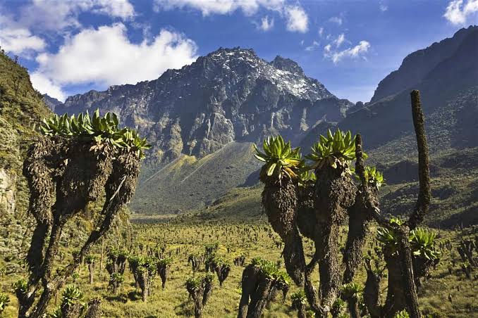 Rwenzori Mountain National Park