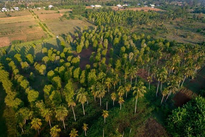 Spice Farm